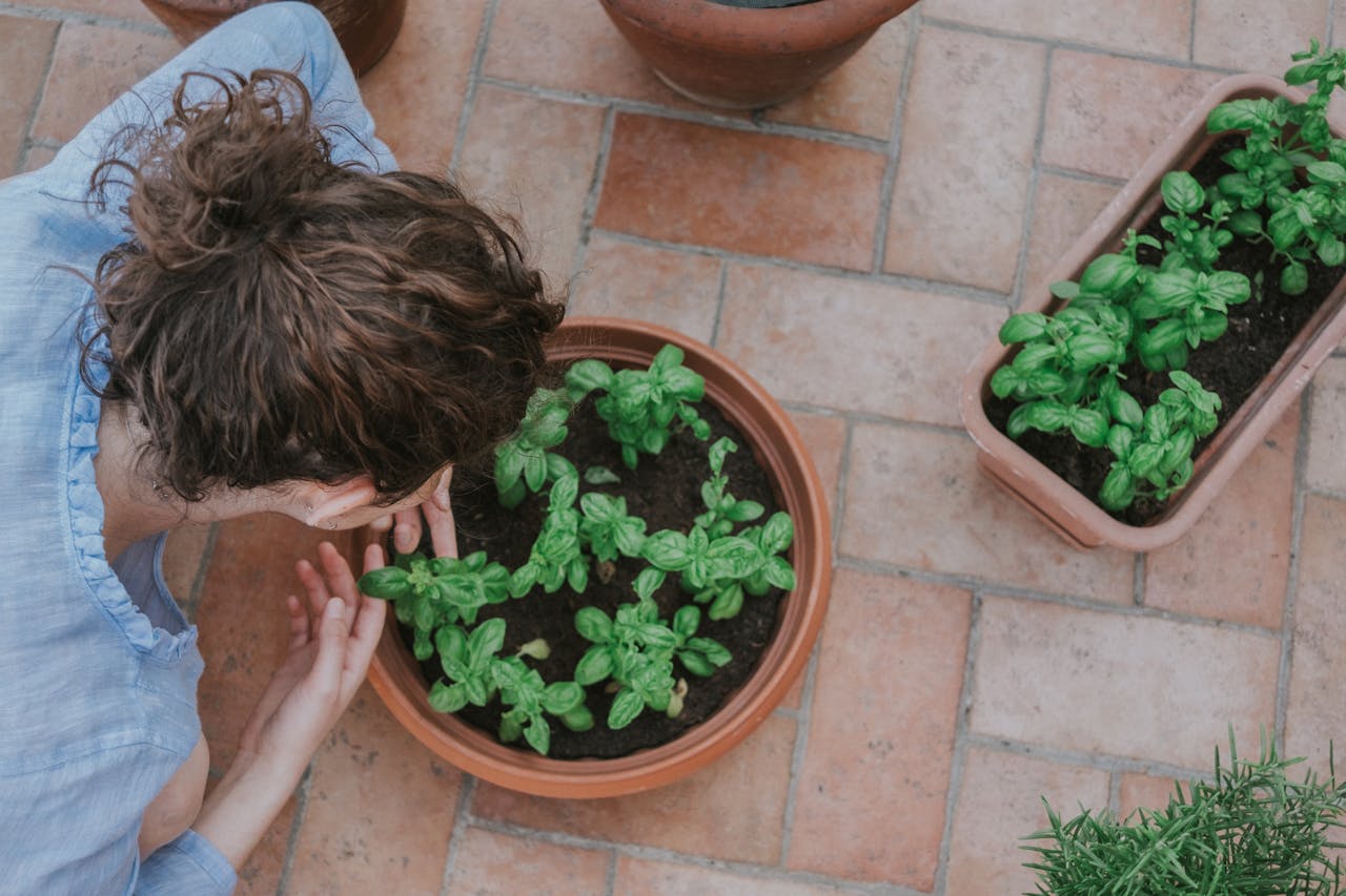 organic gardening in pots