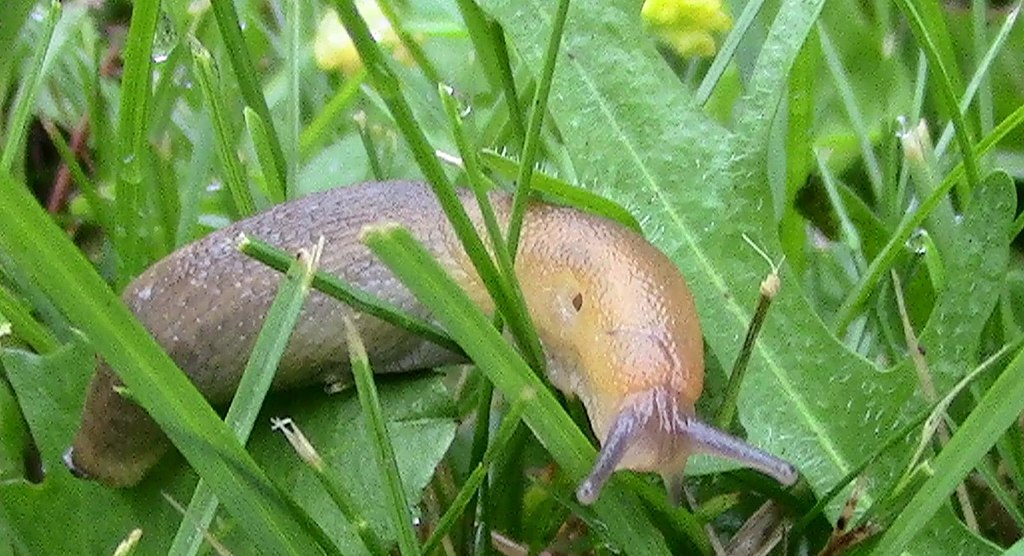 slug control for garden
