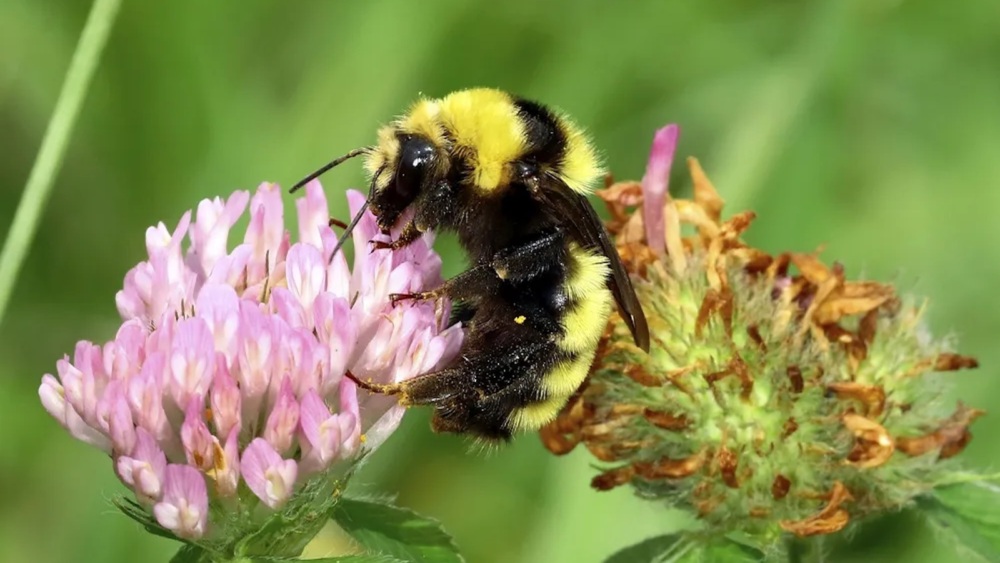 pollinators for garden