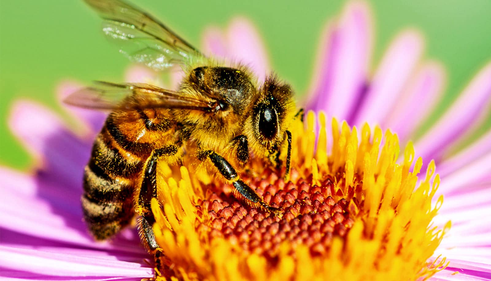 pollinators for gardens