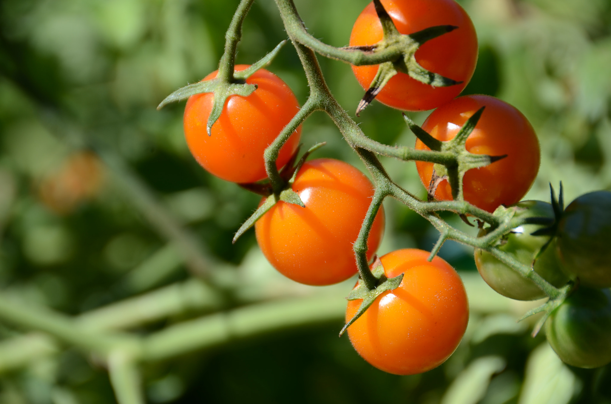 growing tomatoes tips